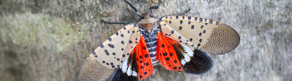 Spotted Lanternfly Threat