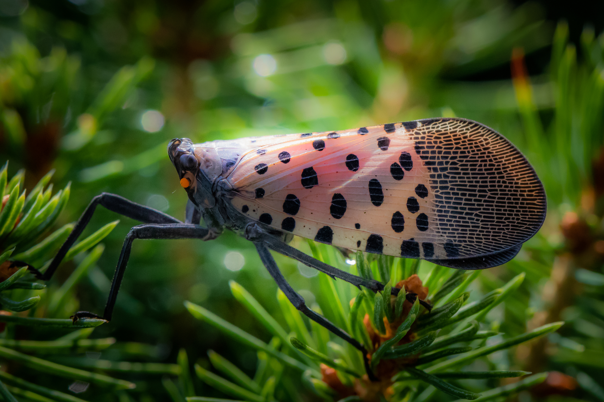 Spotted Lanternfly: Operating Without a Permit Could Cost You $20,000